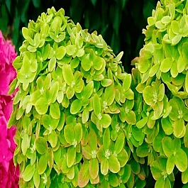 Гортензия метельчатая Mojito