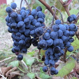 Виноград плодовый Первенец Амура Виноград плодовый Первенец Амура