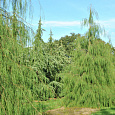 Кипарисовик лавсона Imbricata Pendula Кипарисовик лавсона Imbricata Pendula