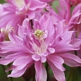 Аквилегия обыкновенная Barlow Pink