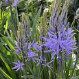 Камассия Лейхтлина Caerulea