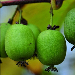 Актинидия аргута Кокува