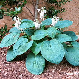 Хоста гибридная Биг Дэдди НАБОР 2ШТ (1+1) Хоста гибридная Биг Дэдди НАБОР 2ШТ (1+1)