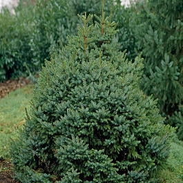 Ель сербская Нана Ель сербская Нана