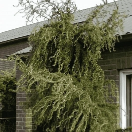 Лиственница европейская Horstmann Recurved