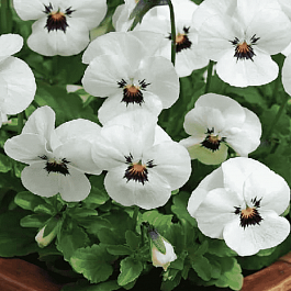 Виола рогатая  Sorbet XP White Blotch