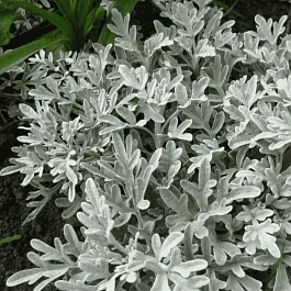 Полынь Стеллера