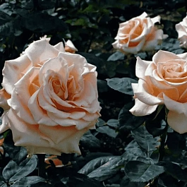 Роза чайно-гибридная Marilyn Monroe