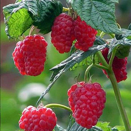 Малина традиционная Маросейка Малина традиционная Маросейка