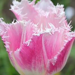 Тюльпан бахромчатый Даллас