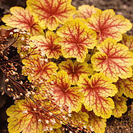 Гейхера Renoir