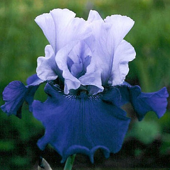 Ирис бородатый Бэст Бэт