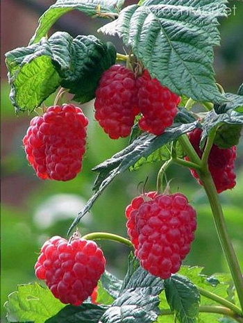 Малина традиционная Маросейка