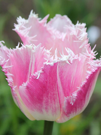 Тюльпан бахромчатый Даллас