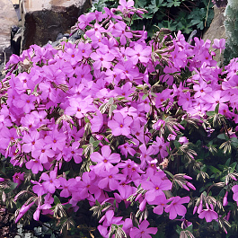 Флокс Стелющийся Rosea