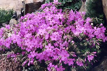 Флокс Стелющийся Rosea