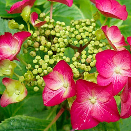 Гортензия крупнолистовая Руткелхен