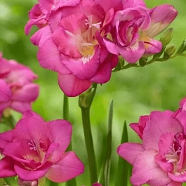 Фрезия Double Pink