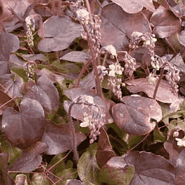 Горянка перистая Black Sea