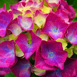 Гортензия крупнолистовая Сибилла