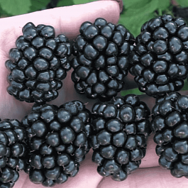 Ежевика Polar