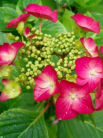 Гортензия крупнолистовая Руткелхен