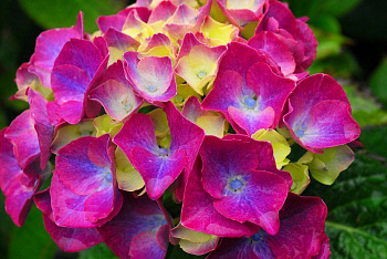 Гортензия крупнолистовая Сибилла