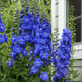 Дельфиниум Гвардиан Блю