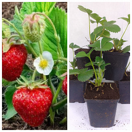 Земляника садовая Белруби НАБОР 5ШТ