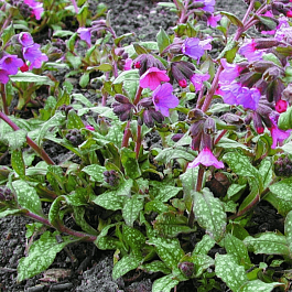 Медуница сахарная Mrs Moon