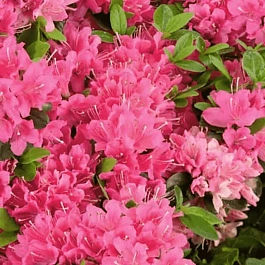 Рододендрон Geisha Pink