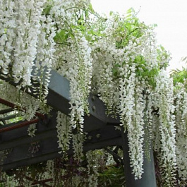 Глициния китайская Альба