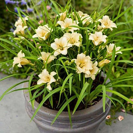 Лилейник гибридный ЭвериДейлили Крим НАБОР 2ШТ (1+1)