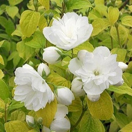 Жасмин садовый Йеллоу Хилл