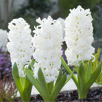 Гиацинт садовый Айлос