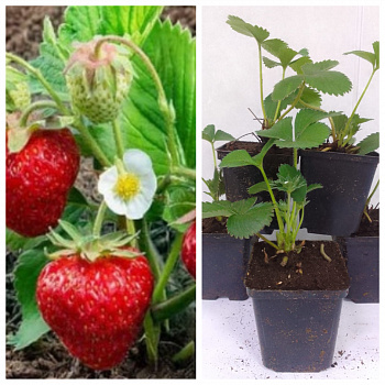 Земляника садовая Белруби НАБОР 5ШТ