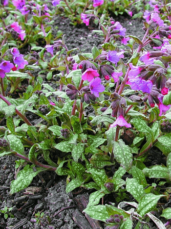 Медуница сахарная Mrs Moon