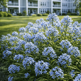 Амсония табермонтана