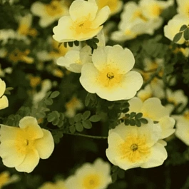 Лапчатка кустарниковая Primrose Beauty