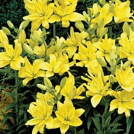 Лилия Fata Morgana