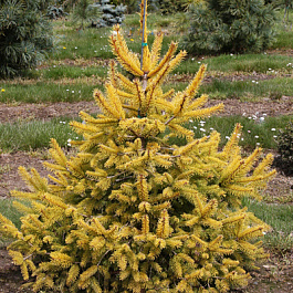 Ель обыкновенная Aurea Magnifica