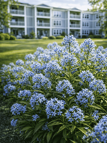 Амсония табермонтана