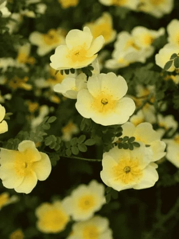 Лапчатка кустарниковая Primrose Beauty