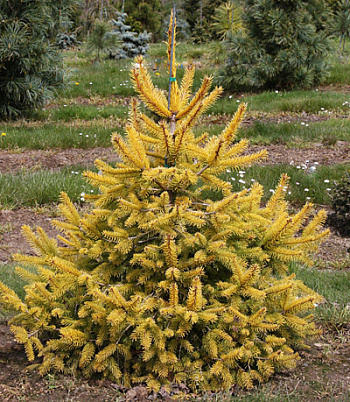 Ель обыкновенная Aurea Magnifica