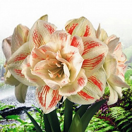 Амариллис махровый Нимф