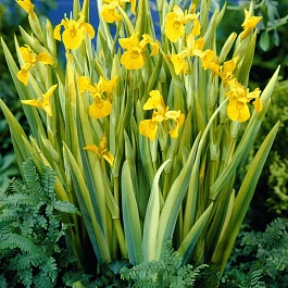 Ирис болотный Variegata