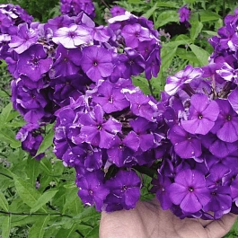 Флокс метельчатый Nicky