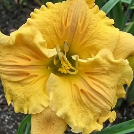 Лилейник Bas Relief