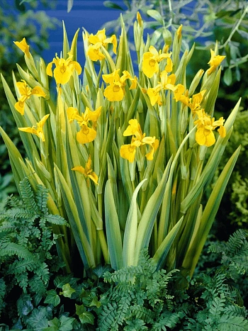 Ирис болотный Variegata