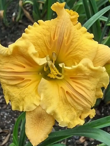 Лилейник Bas Relief